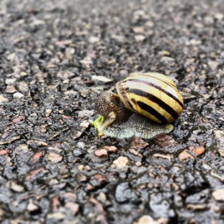 snail