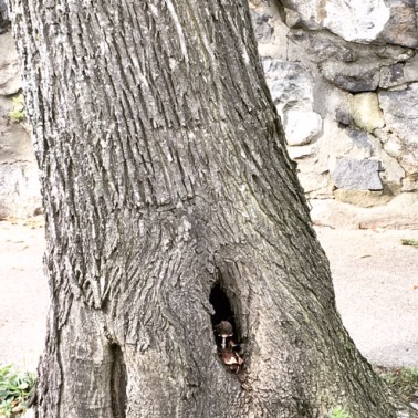 AAA impostor-syndrome-cartoon-823x1024